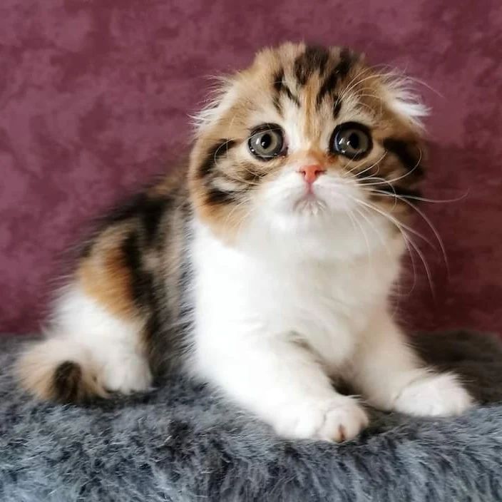 Вислоухие шотландские котята в LOOKY — фото 4