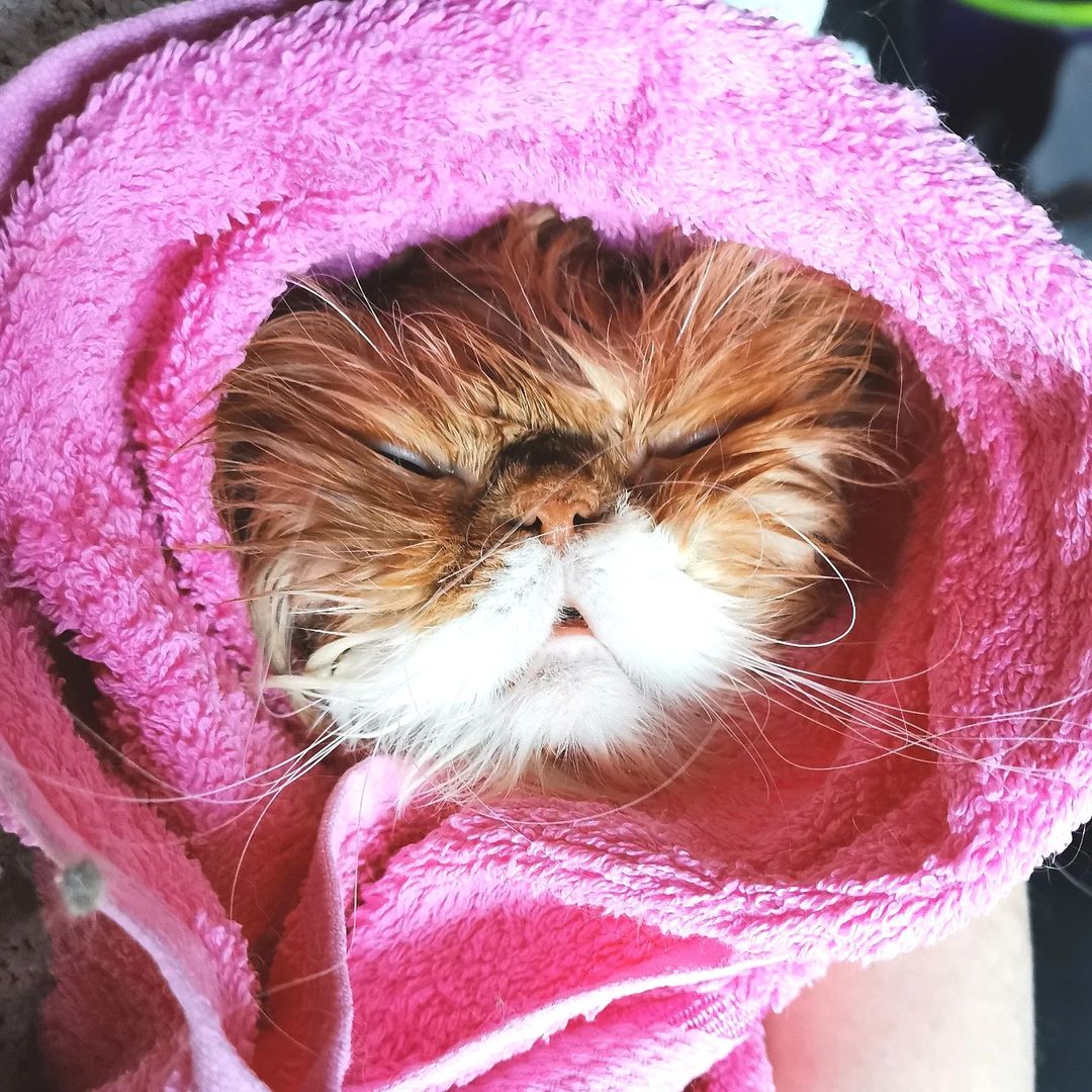 mycatgrooming in LOOKY. #кошачийгрумер,#грумингкошек,#грумерходякова,#МоёКошачьеДело,#помытькота,#помытькошку,#вычесатькота,#вычесатькошку,#экспресслинькакошек,#уходзашерстьюкошек,#красивыекошки,#ухоженныекошки,#персидскаякошка,#персидскийкот,#fallinginlёv. Как поддерживать сво...