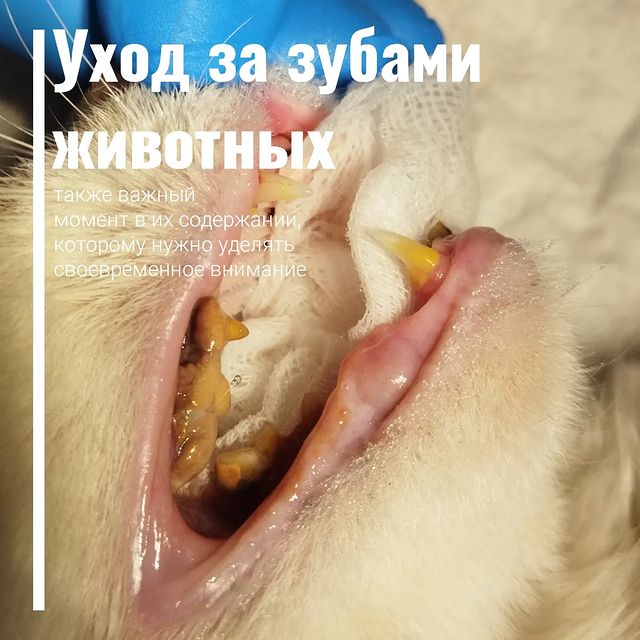 666anastasiya999 в LOOKY. #666anastasiya999vet,#veterinary,#veterinarystomatology,#узчистказубовсобакам,#узчистказубовкошкам,#узчистказубовминск,#veterinaryminsk,#dogandcat. #666anastasiya999vet...