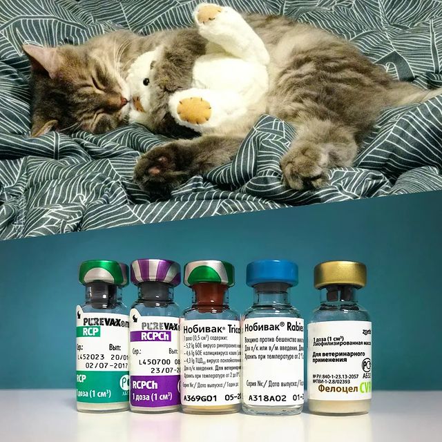 666anastasiya999 в LOOKY. #veterinary,#veterinaryminsk,#vactination. Вакцинирование живот...