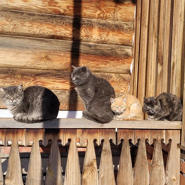 vadim_gvd в LOOKY. #котик,#котики,#коты,#кот. #котик #котики #коты...