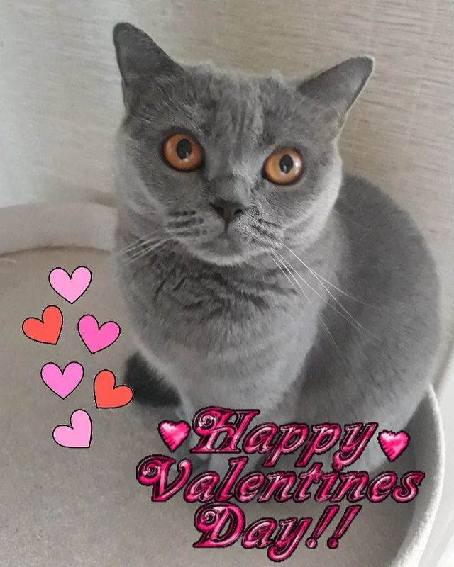 cat_musia_star_and_sima в LOOKY. #муся,#кошкамуся,#котики,#безкотаижизньнета,#котикиобормотики,#милота,#котофото,#моякошка,#котомодель,#лапочка,#сднемсвятоговалентина,#сднёмсвятоговалентина❤,#сднемвлюбленных,#catphoto,#catsuit,#friendscat,#valentinesday,#catmusya,#catsofinstagram,#celebration❤. С ДНЁМ СВЯТОГО ВАЛЕН...