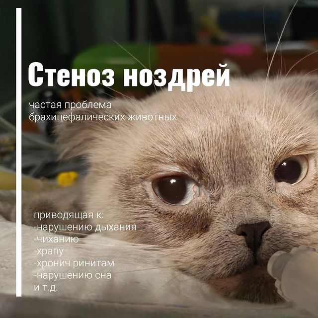 666anastasiya999 в LOOKY. #666anastasiya999vet,#veterinary,#veterinaryplastica,#стенозноздрей,#кошкиминск,#veterinaryminsk,#dogandcat,#пластическаяхирургия. #666anastasiya999vet...