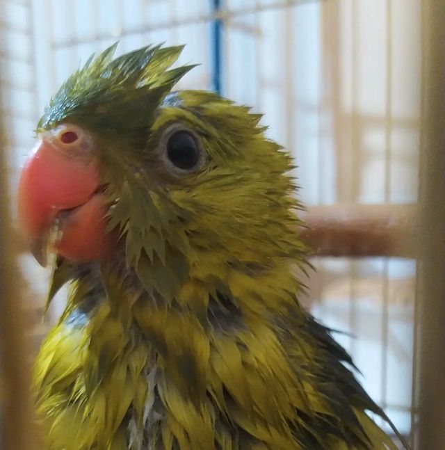 eeenverkilinccc в LOOKY. #regentparrot,#papağan,#papağaneğitimi,#papağansahiplendirme,#papagan,#papaganturkiye,#papaganegitimi,#parrottrainer,#papağanlar,#parrottraining,#papağankafesi,#parrot,#aleksanderpapağanı,#alexanderparrot,#jakopapağan,#timneh,#timnehafricangrey,#ankara,#keçiören,#pursaklar,#akyurt,#çubuk. 🦜🦜🦜Regent Papağan...