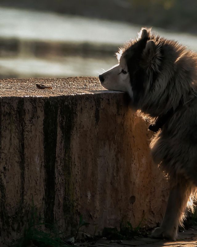 j_o_n_k_a в LOOKY. . null