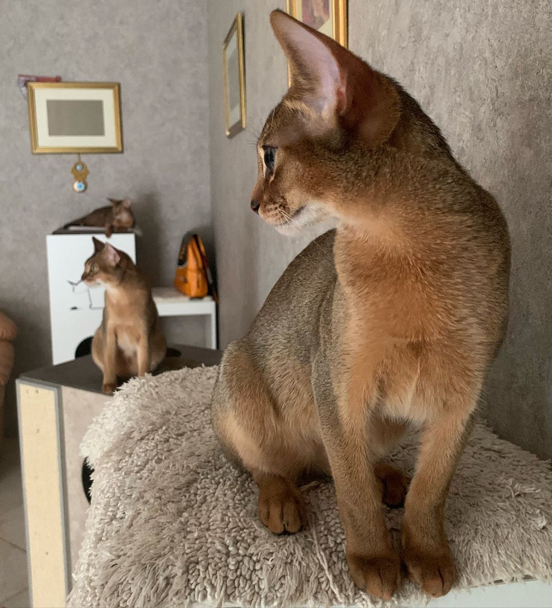 leo_minor_aby_cattery_cfa в LOOKY — фото 2