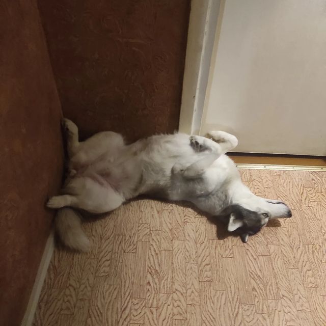 kodosikmoloy в LOOKY. . Давайте поспим 🤣