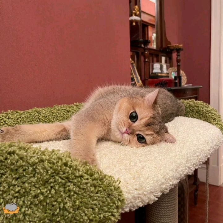 tasiro_workshop в LOOKY. #когтеточкамосква,#когтеточка#когтеточканазаказ#котикилюди#котикивидео#милыйкотенок#шиншилакот#британскиекошки. Все котики любят наш...