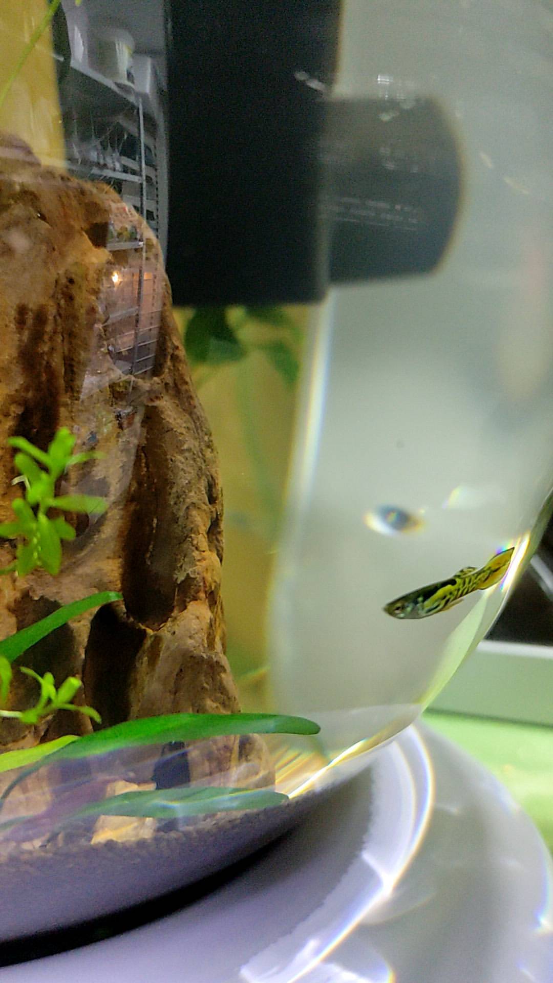 karpik193 в LOOKY. #karpik193,#tetra,#cascadeglobe. Запустили Cascade Gl...