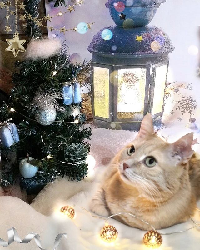 cat__redcat в LOOKY. #рыжий_распакуй,#рыжийкот,#инстакот,#безкотажизньнета,#безкотаскукота,#котизм,#мойкот,#котозависимость,#мойлюбимыйкот,#котоблог,#котовасия,#котейка,#котэ,#котик,#котики,#люблюкотиков,#котикинаркотики,#новыйгод,#подарки,#котопочта,#кошкиправятмиром,#новыйгод,#подарки,#тайныйсанта. Ну, пока ещё лежит с...