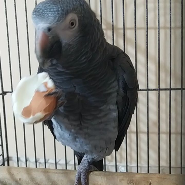 eeenverkilinccc в LOOKY. #papağan,#papağaneğitimi,#papağansahiplendirme,#papagan,#papaganturkiye,#papaganegitimi,#parrottrainer,#papağanlar,#parrottraining,#papağankafesi,#parrot,#timneh,#timnehafricangrey,#africangrey,#africangreyparrot,#timnehafricangreyparrot,#jakopapağan,#jako,#ankara,#pursaklar,#keçiören,#çubuk,#akyurt. Afiyet olsun koca be...