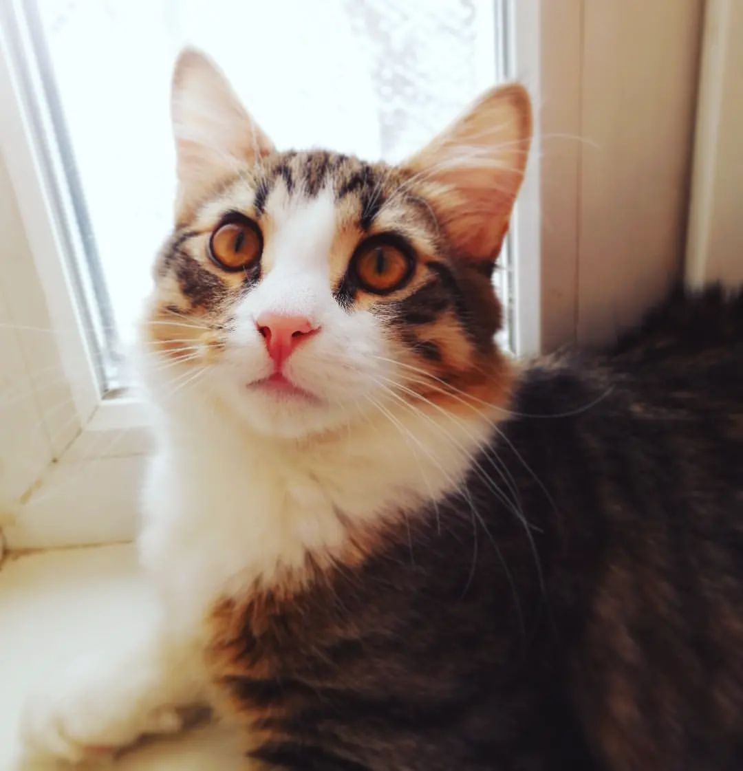cupcake_cat_9671 в LOOKY — Всем привет🐾Давайте знакомиться, я кот Кекс или Кексик. Люб