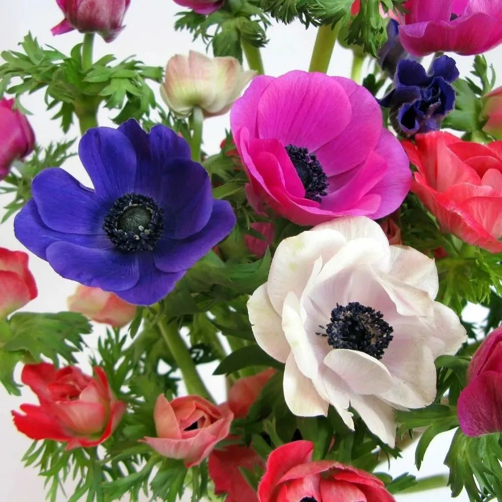 _tatiana_flowers_ в LOOKY. #анемоны,#счатье,#символ,#цветы,#цветыцветочки.. .Восхитительный цвет...