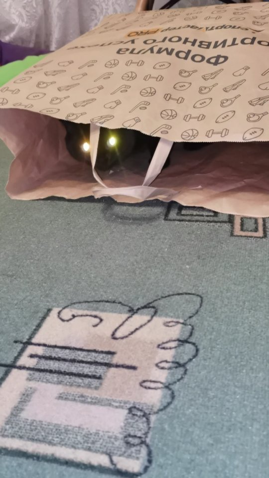 bysa_cats в LOOKY. #кот,#cat,#cats,#kitten,#catstagram_japan,#kittycat,#meow,#NoFilter,#instacat,#猫,#ねこ,#neko,#Repost,#blackcat,#cute,#instagramcats,#weeklyfluff,#kitty,#kittens,#catlife,#catlover,#blackstarcat,#scottishfold,#pet,#bysa_cats,#catsofinstagram,#catoftheday,#love,#photography,#고양이. Познание формулы спо...