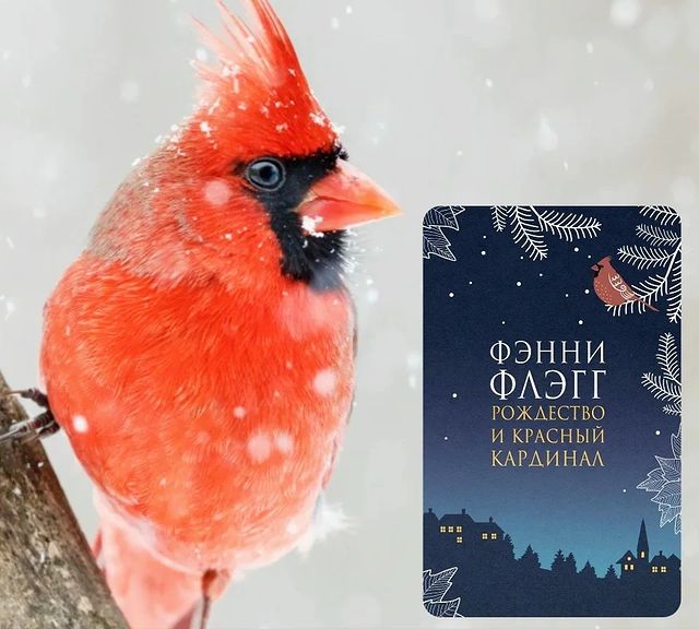 julia_fluffybone в LOOKY. #рекомендую,#красныйкардинал,#рождество,#фэннифлэгг. 📚 "Рождество и крас...