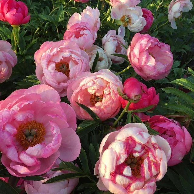 Елизавета Сергеевна в LOOKY. #bloggers,#blog,#blogpromotion,#lifestyleblog,#village,#writersblock,#instablog,#prose,#writerlife,#writersofig,#villagelife,#instawriters,#typewriter,#summer,#garden,#mycreativebiz,#wordgasm,#wordporn,#words,#writtenword. 4 ЛУЧШИХ ИДЕИ ВО ВСЕ...