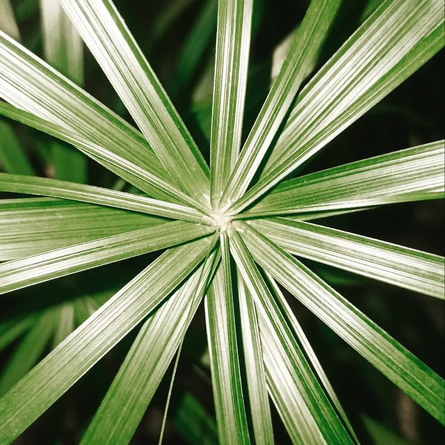 last_year_bread в LOOKY. #циперус,#сыть,#растение,#мобильноефото,#мобильнаяфотография,#cyperus,#plant,#mobilephotography. #циперус 
#сыть 
#ра...