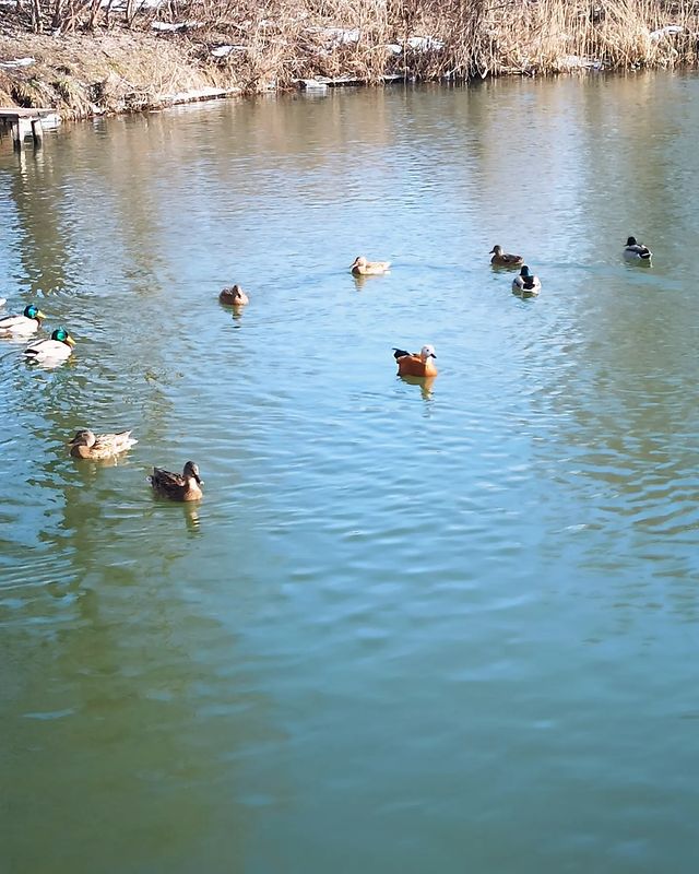 yushaart в LOOKY. #утки,#канадскиеутки,#птицы,#животные,#зима,#февраль,#winter,#february,#animals,#ducks. Канадские #утки к на...