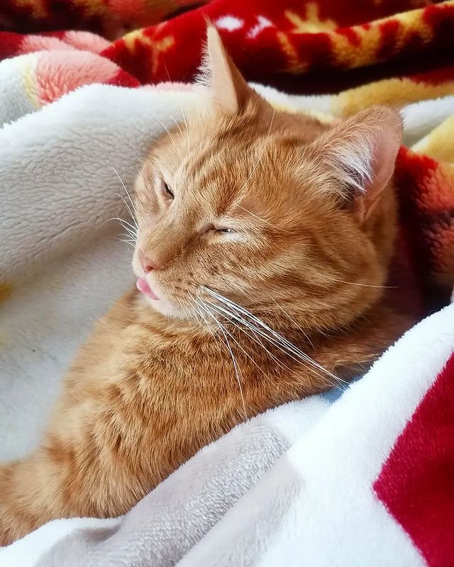 kotya_cat_khv в LOOKY. . Отвлекись от новосте...