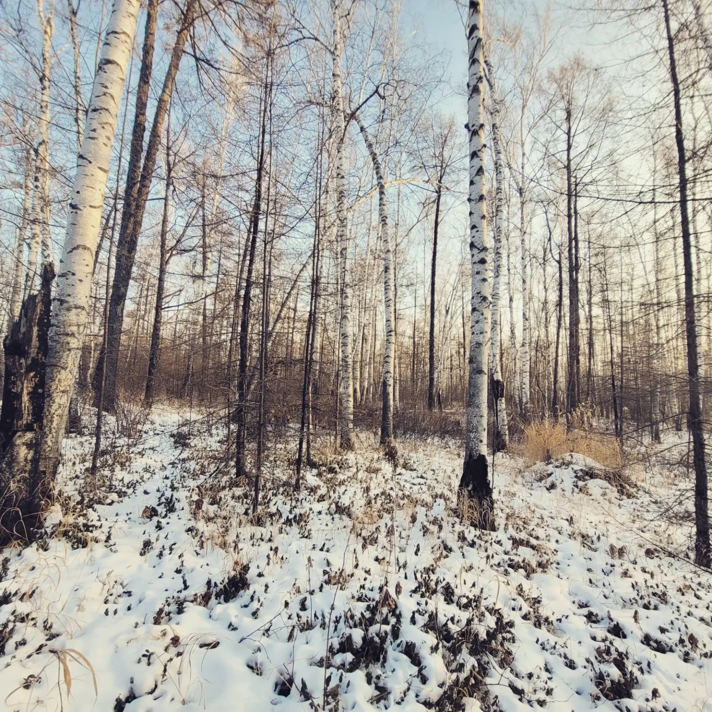 balzinimaevaleksej432 в LOOKY. . null