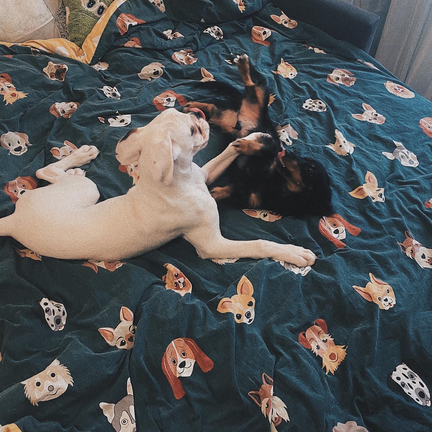 katya.marmelad в LOOKY. . 🐶