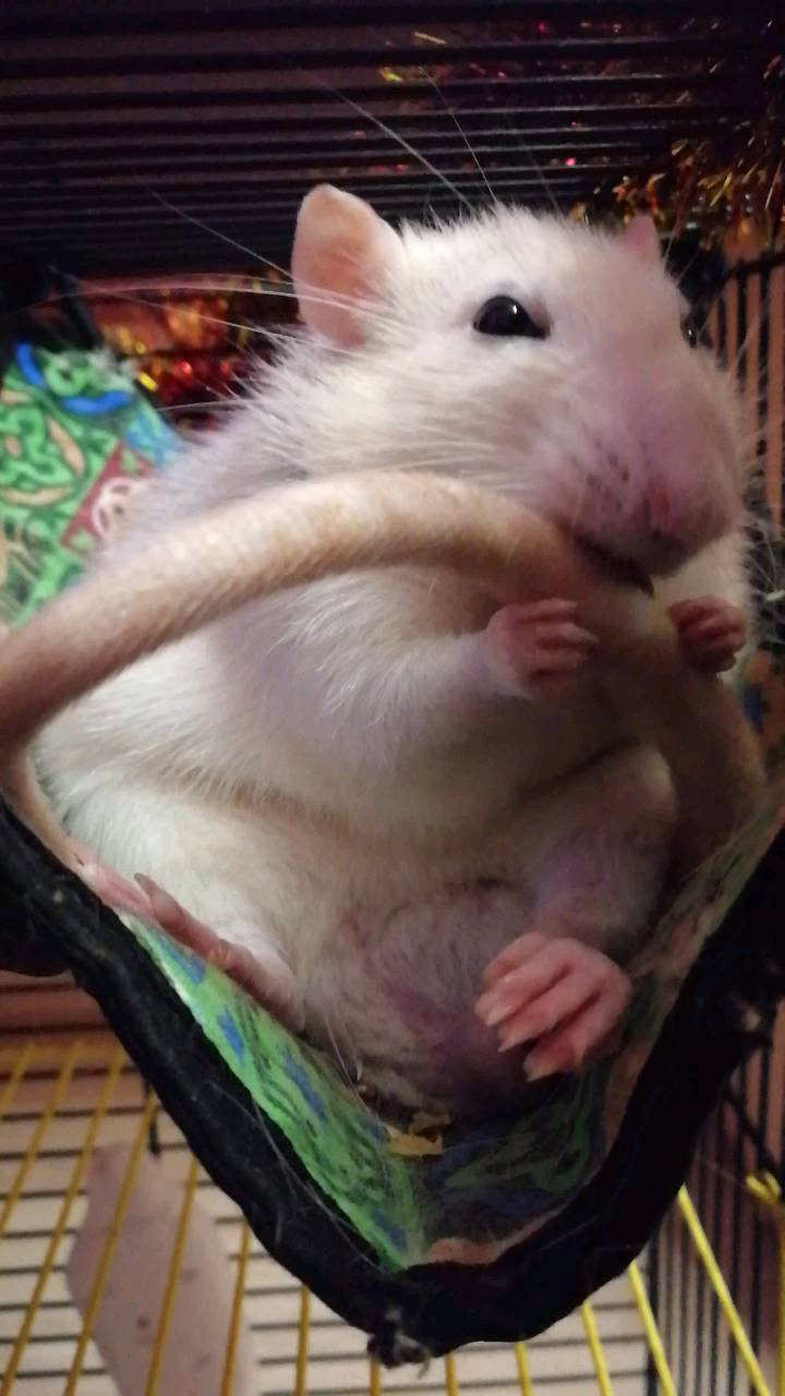 tarasova.2a в LOOKY. #крысик,#крыс,#умывашки,#хвостик,#чистюля,#rat,#rats,#animals,#loveanimals,#loverat,#mylove,#грызуны,#крысы,#крыски. 🐭❤️ #крысик #крыс #...