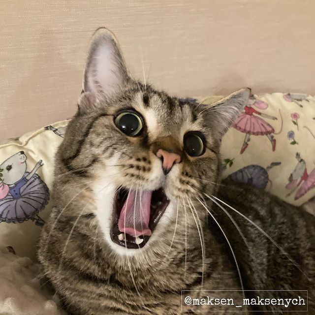 maksen_maksenych в LOOKY. #23февраля,#деньзащитникаотечества,#котыванфасивпрофиль,#котопартияМаксимУС,#кот,#кошачьямафия,#бандаарбузино,#котыарбузино,#кланарбузино,#MaksenTheCat,#fun,#arbuzino_clan,#cat,#жизнькота,#instacat,#catmafia,#золотойфонддрузей,#домашнийтигр,#усымоидлинные,#catsofinstagram,#instagramforcats,#catstagram,#catsofinsta,#catstagramcats,#котофото,#котизм,#котэ,#котя,#домашнийкот. Друзья, поздравляю в...