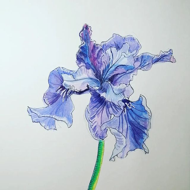 mariamileshkina в LOOKY. #весна_на_подоконнике_арт,#акварель,#watercolor,#рисую,#рисунокакварелью,#весна,#веснаблизко,#ирисыакварелью,#ирисы,#watercolordrawing,#art,#draw. Участвую в марафоне ...