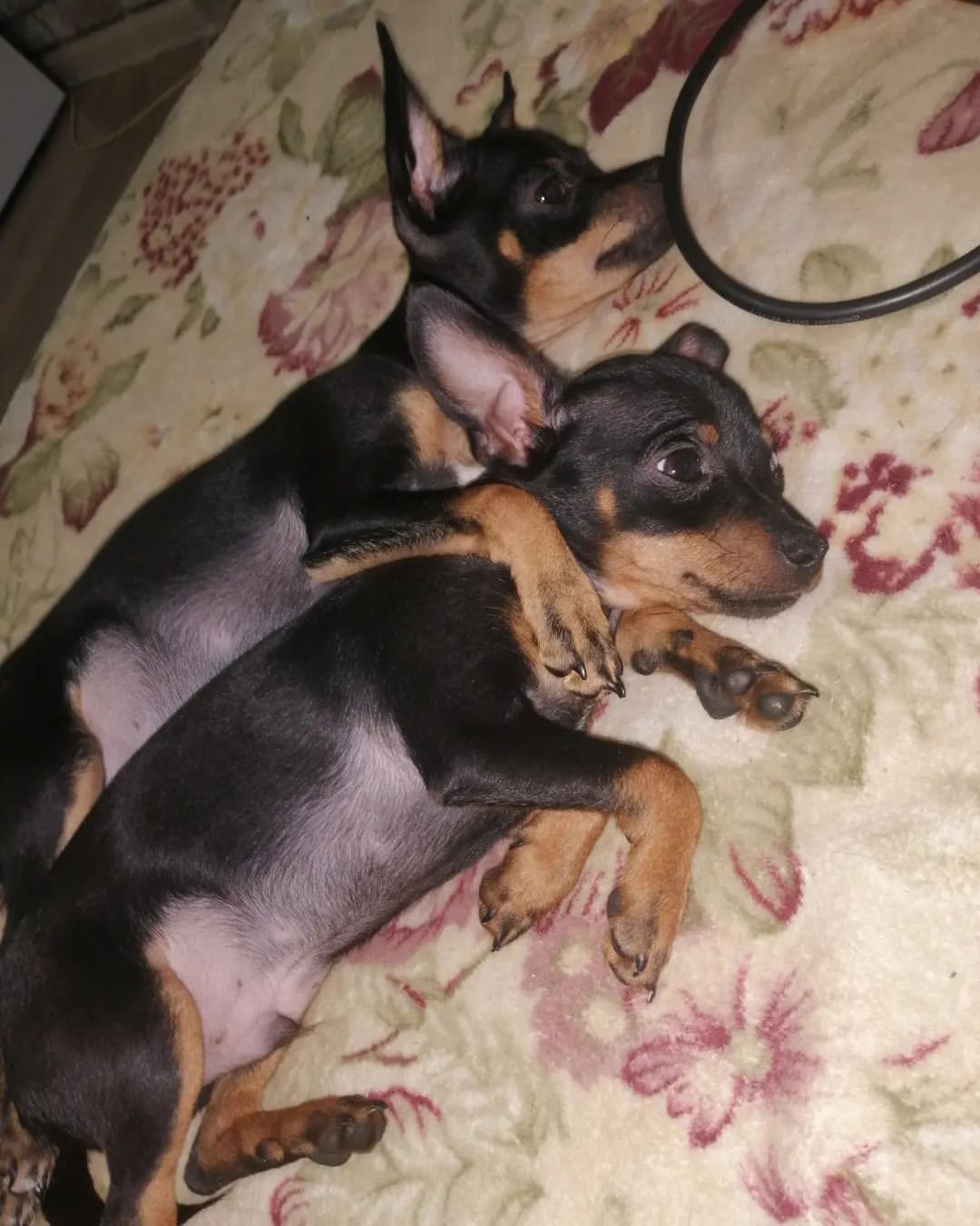anna0809k в LOOKY. #dog,#dogs,#doglovers,#puppy,#puppylove,#тойтерьер,#тойчикисамыеклассные,#риччи,#дэйзи. #dog #dogs #doglover...
