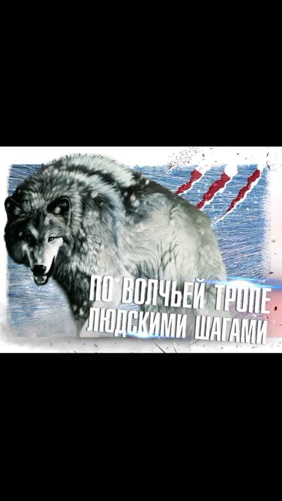 xsen93 в LOOKY. . Волк не волк но волк...