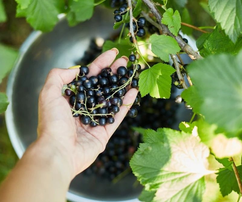 асна.ру в LOOKY — 🌱Еще наши бабушки знали, что укрепить иммунитет, особенно з