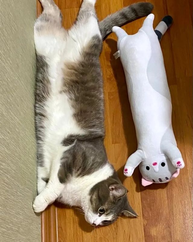 it.kotik в LOOKY. #коттихон,#кот,#котыправятмиром,#кошкитакиекошки,#кошки,#котята,#мойпитомец,#котызеленограда,#зеленоград,#миркошек. Придумайте подпись. ...