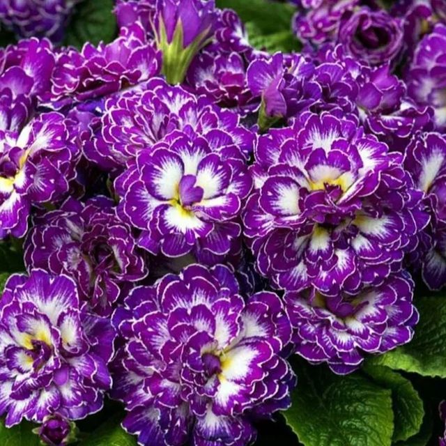 lav_for_etsy в LOOKY. #саднаурале,#мойсад,#садвновоселах,#примуламахровая,#bellarina. Сегодня моя коллекци...