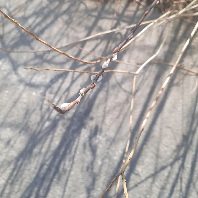 svetlana_kruykova в LOOKY. #веснавгороде,#веснавдуше. #веснавгороде #весна...