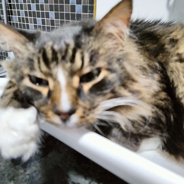 marinastsha в LOOKY. #mainecooncat,#mainecoon,#blackcatsofinstagram,#blackcat,#blackcatsclub,#котик,#кот,#котывинстаграме,#norvegianforestcat,#жизнькота,#catphoto,#catslover,#,#обожаюживотных,#безкотаижизньнета,#cat_features,#cat_of_instagram,#кошачьяжизнь,#золотойфонддрузей,#catsloversworld,#catlife,#catphoto,#lifewithcats,#sellos,#gatos,#gatosfofos,#gatosfofo,#gatosnoinstagram. Ребят, мы остаёмся в...