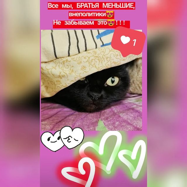 bysa_cats в LOOKY. #кот,#cat,#cats,#kitten,#catstagram_japan,#kittycat,#meow,#NoFilter,#instacat,#猫,#ねこ,#neko,#Repost,#blackcat,#cute,#instagramcats,#weeklyfluff,#kitty,#kittens,#catlife,#catlover,#blackstarcat,#scottishfold,#pet,#bysa_cats,#catsofinstagram,#catoftheday,#love,#photography,#고양이. 😻
🐾
#кот 
#cat 
#c...