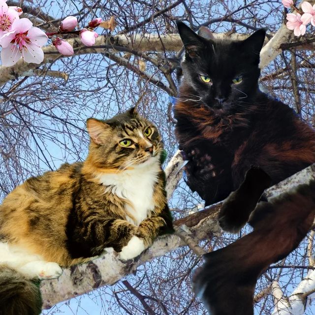 marinastsha в LOOKY. #балвеснуразрешаем,#mainecooncat,#mainecoon,#blackcatsofinstagram,#blackcat,#blackcatsclub,#котик,#кот,#котывинстаграме,#norvegianforestcat,#жизнькота,#catphoto,#catslover,#,#обожаюживотных,#безкотаижизньнета,#cat_features,#cat_of_instagram,#кошачьяжизнь,#золотойфонддрузей,#catsloversworld,#catlife,#catphoto,#lifewithcats,#sellos,#gatos,#gatosfofos,#gatosfofo,#gatosnoinstagram,#katzen,#katzenliebe. Весна..🍀
Коты приле...