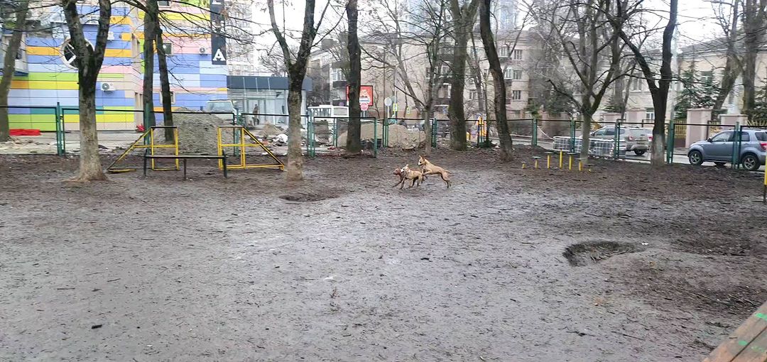 buntarka_161 in LOOKY. #питбультерьер,#pitbull,#весьсоциумвокругпрошупроститемнемойбеспредел,#грязьнамнепомеха,#pitbullsofficial. Гонки поросят! папа ...