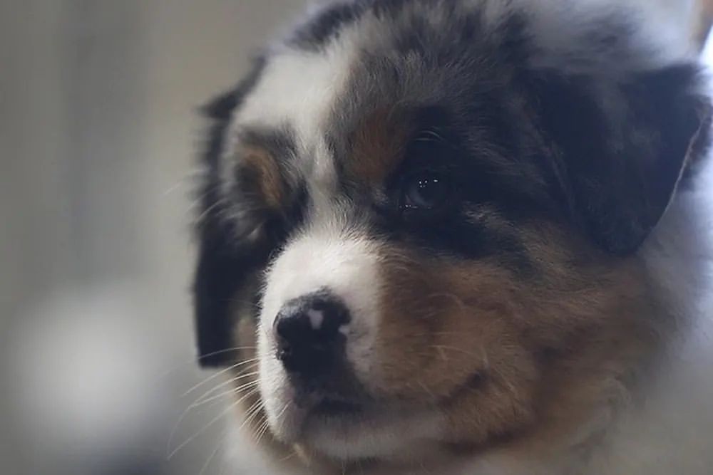 iz_doma_korolevoi_kennel в LOOKY — фото 2