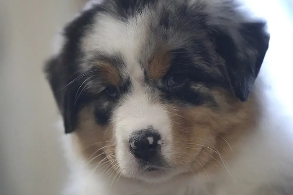iz_doma_korolevoi_kennel в LOOKY — фото 3