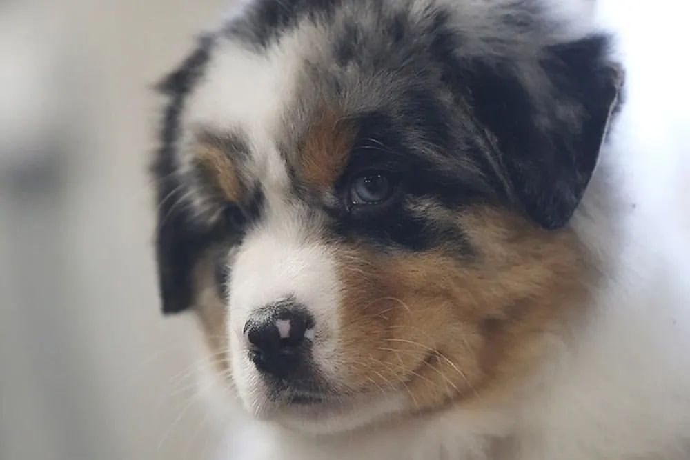 iz_doma_korolevoi_kennel в LOOKY — фото 4