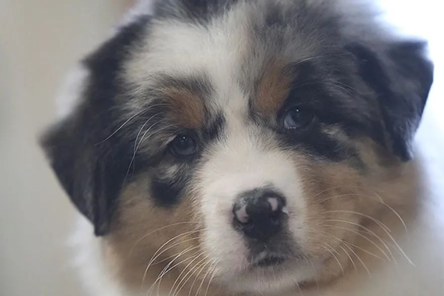 iz_doma_korolevoi_kennel в LOOKY — фото 6