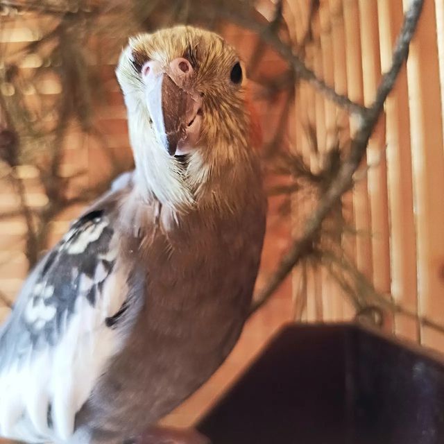 lifechickspb в LOOKY. #попугаи,#попугай,#кореллы,#корелла,#птицы,#любимцы,#люблюживотных,#спб,#Россия,#2022,#parrots,#parrotsofinstagram,#parrot,#bird,#birds,#russia,#pets,#photo,#petersburg. Пока я не появлялась...