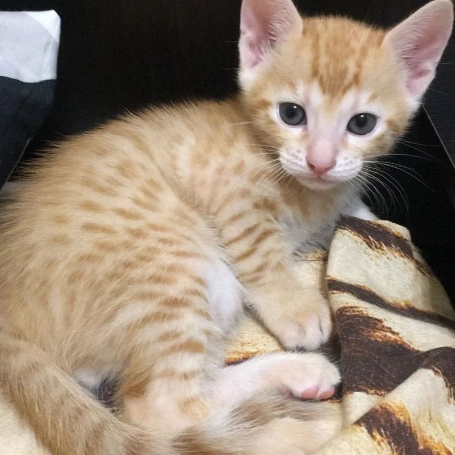 Немного милоты в ленту!#люблюживотных #котята
