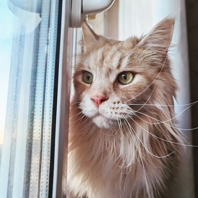 heimdallrcoon в LOOKY. #котхеймдалль,#котики,#сладкийкотик,#кошачьявесна. С днем всех котиков!...