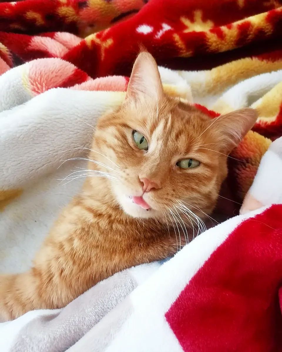 Сегодня 1 марта-Всемирный день Котиков🐈
Ну и конечно же первый день Весны☀️
Поздравляю Вас, ребятушки🤗