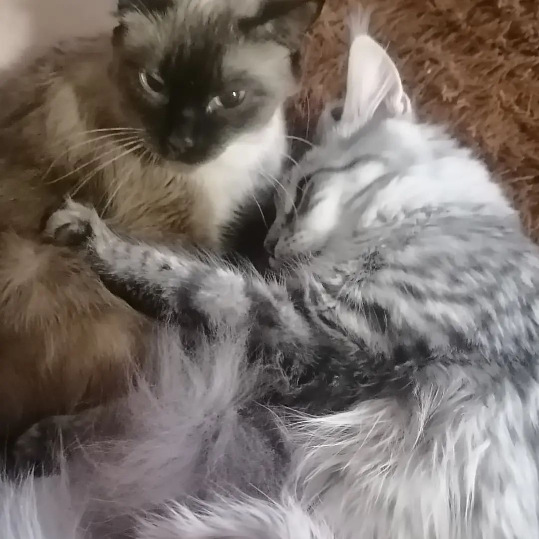 С днем кошек 😁