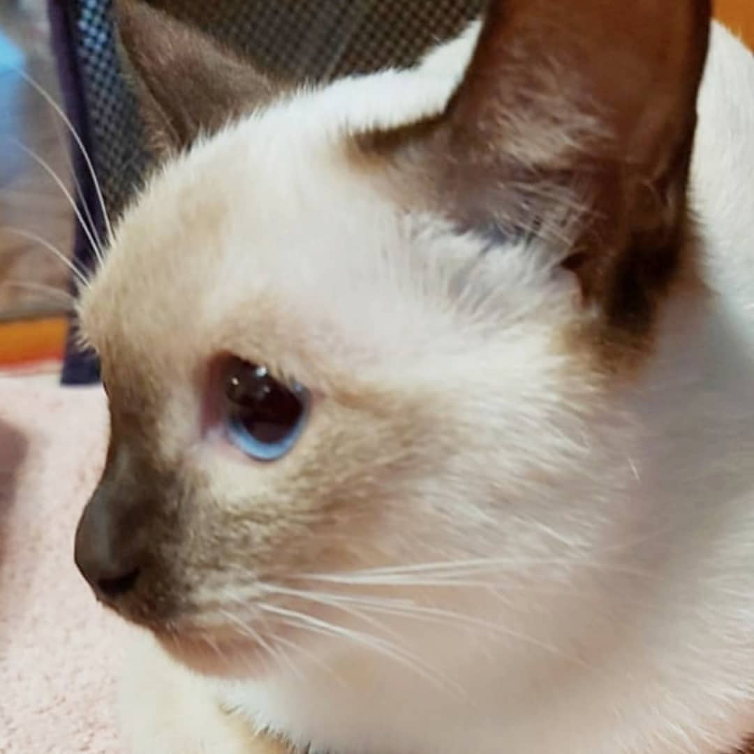 azure_glory_cattery в LOOKY — фото 10