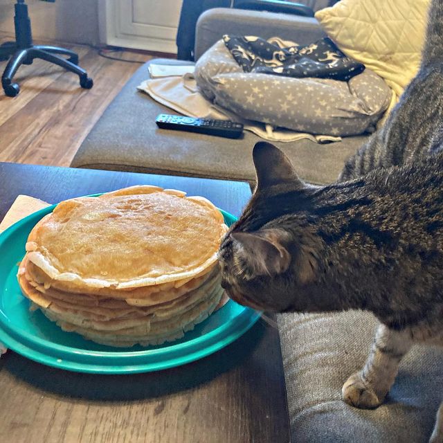 maksen_maksenych в LOOKY. #масленицазолотых,#котыванфасивпрофиль,#котопартияМаксимУС,#кот,#кошачьямафия,#бандаарбузино,#котыарбузино,#кланарбузино,#MaksenTheCat,#fun,#arbuzino_clan,#cat,#жизнькота,#instacat,#catmafia,#золотойфонддрузей,#домашнийтигр,#усымоидлинные,#catsofinstagram,#instagramforcats,#catstagram,#catsofinsta,#catstagramcats,#котофото,#котизм,#котэ,#котя,#домашнийкот. С Масленицей!!! 
Мы ...