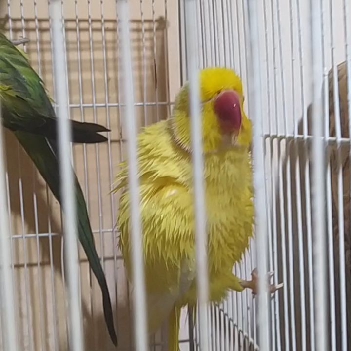eeenverkilinccc в LOOKY. #papağan,#papağaneğitimi,#papağansahiplendirme,#papagan,#papaganturkiye,#papaganegitimi,#parrottrainer,#papağanlar,#parrottraining,#papağankafesi,#parrot,#pakistanpapağan#ankarapapağanüretimi,#ankara,#çubuk,#pursaklar,#akyurt,#keçiören. Banyo yapmayı severl...